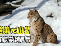 关于沃尔索尔对约克城，谁能笑到最后？的信息