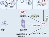 泛化包含的区别 泛化是一种什么关系 