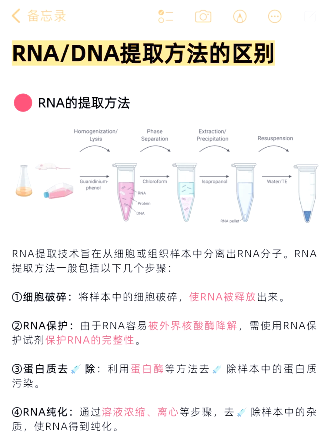rnadna区别